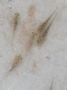 Axolotl babys zum reservieren
