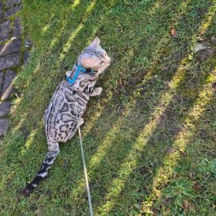 Jay jay Xxl Spottet Tabby Silber Bengaldame Zuchtzulassung 1. 5 Jahre alt