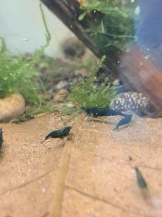 Neocaridina davidi Dark GreenJade Süßwasser Garnelen