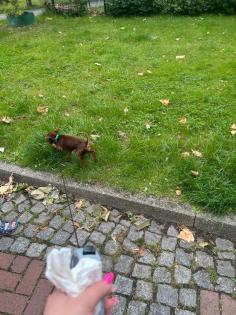 Dog Pincher