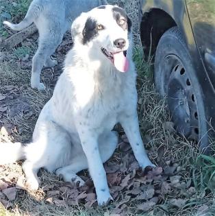 Ellie sucht ein Zuhause