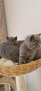 Bkh- kitten Bkh-kitten