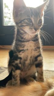 Katzenbabys Kitten 12 Wochen alt