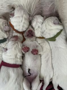 Weiße Schweizer Schäferhund Welpen