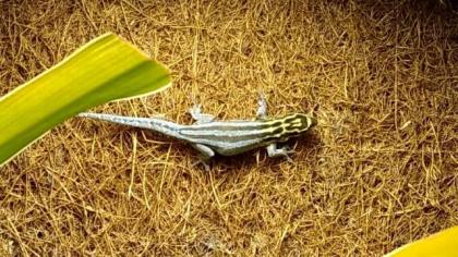ZwergTaggeckos - Lygodactylus Kimhowelli Zwergstreifengeckos abzugeben.