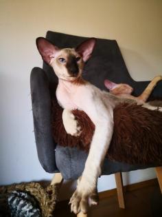 Peterbald Sphynx Siam Orientalisch Kurzhaar Kater