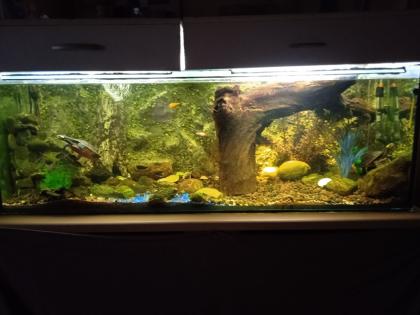Emydura subglobosa, Rotbauch-Spitzkopfschildkröten, Wasserschildkröten