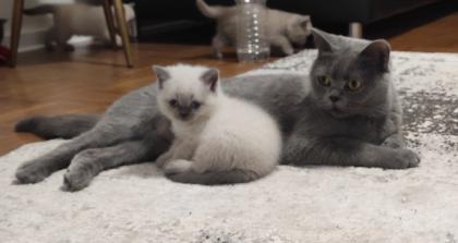 Britisch Kurzhaar Kitten BKH Kitten