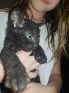 Katzen Babys