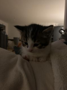 Maine Coon Kitten Mix, Katzenbabys Kätzchen