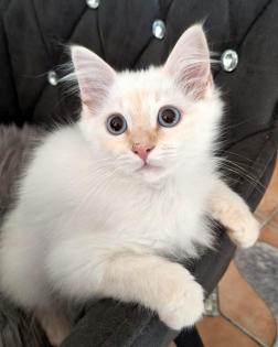 Verschmuste Kuschelmäuse Sibirische Waldkatze Neva Masquarade Hl. Birma creme-Point