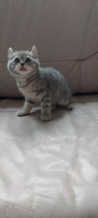 Katzenbabys BKH 29. 03. 23 geboren
