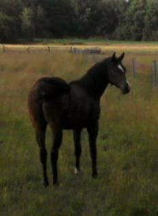 Quarter Horse Stute geb. 2021
