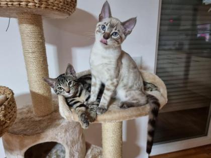 Bengal Kater