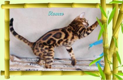 Exklusiver und pfiffiger Bengal Kater, Donat Rosetten, Eyecatcher, unkastriert