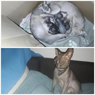Don sphynx Kitten mit Stammbaum