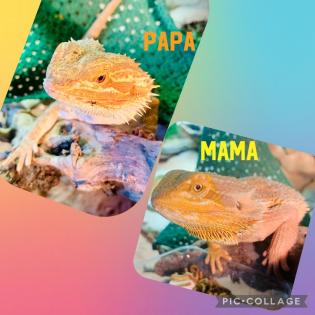 FarbBartagamen Babys