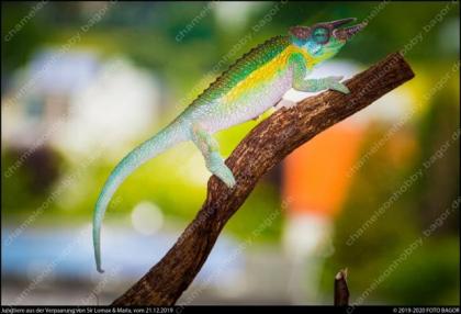 Trioceros Jacksonii Willengensis - Regenbogen Dreihornchamäleon