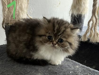 Persicher baby kitten