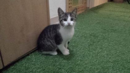 Katze - Kitten 3-Monate-alt