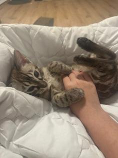 Bengalen mit kompletter Ausstattung