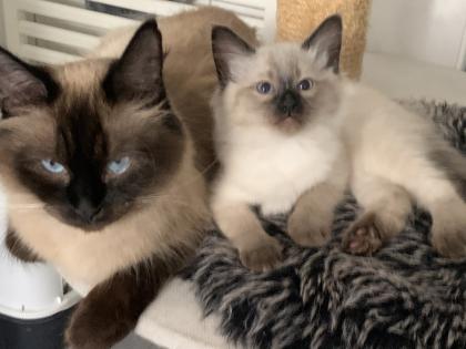 Kitten Siam / Balinese