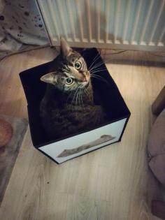 2 Süße Hauskatzen schweren Herzen abzugeben