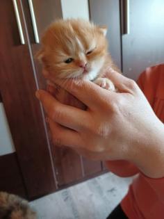 Reinrassige Perserkitten