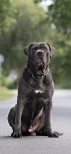 Kräftige Cane C rso Welpen