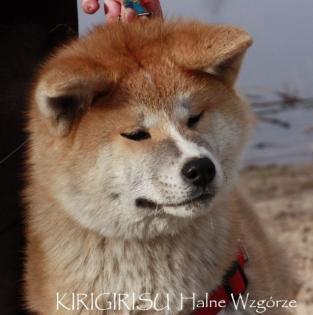 AKITA INU nach JAPAN import