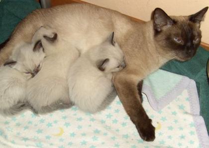2 Süße reinrassige Siam Seal Point Katzen einzeln oder zusammen abzuge