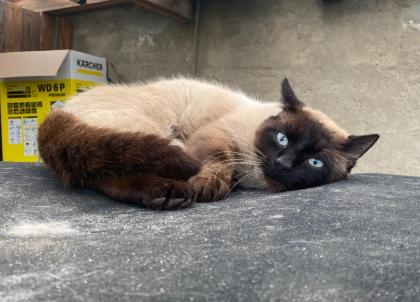 Siam-Perser-Mix Katzenwelpen