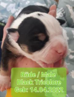 3 Old English Bulldog Welpen suchen bald neues Zuhause -