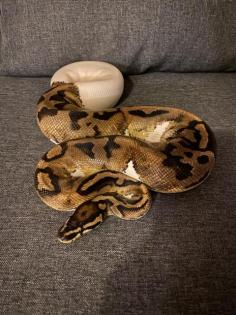 Hobbyaufgabe Königspython