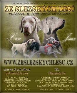 Weimaraner Kurzhaar