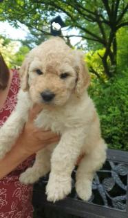 Noch 2 süße Goldendoodle Welpen suchen ihre Traumfamilie