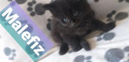 Maine Coon Kätzchen suchen ihre Traumfamilie