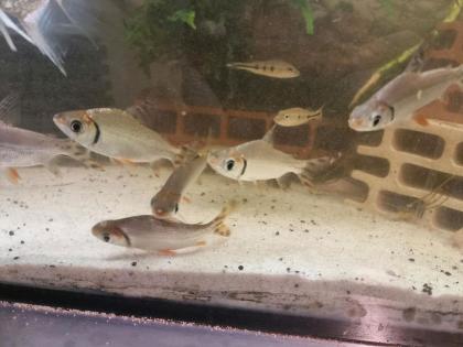 Nacht Salmler Semaprochiladas taeniurus 12cm