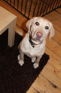 Labradorhündin 10 Mon. sucht neues Heim