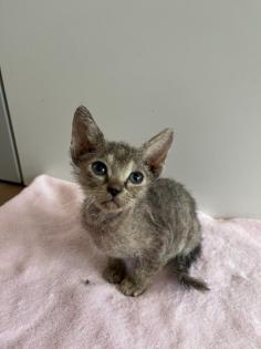 Sphynx Kitten mit Tasthaaren