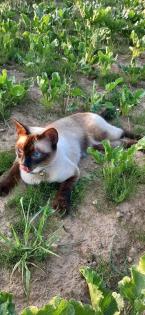 Siam-Kater Simba vermisst