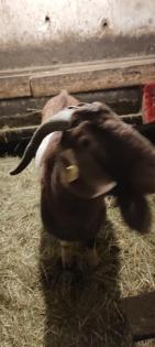 Burenziegen 1Bock 1 tragende Ziege