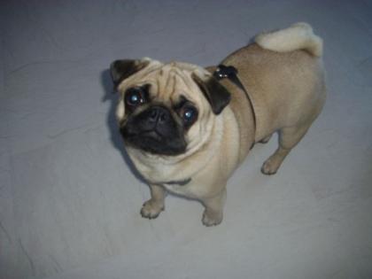 MOPS JOSCHI SUCHT DRINGEND EIN NEUES ZU HAUSE