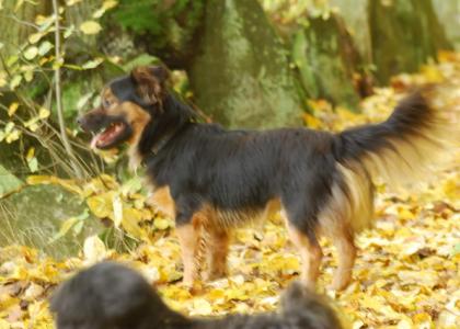 Mischlingshund Alfi sucht ein Zuhause