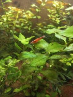 Guppy s, Garnelen, Posthornschnecken in verschiedenen Farben