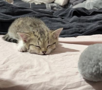 BKH babykatzen Kitten