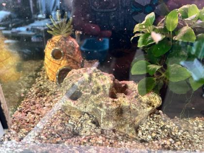 Aquarium mit Zubehör