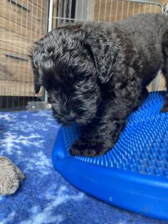 Schwarzer Terrier welpen zu Verkaufen