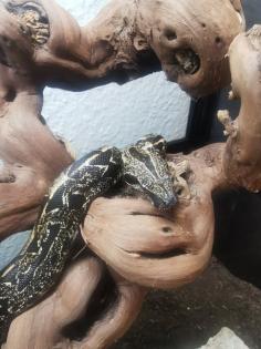 Not Verkauf Boa Constrictor Imperator