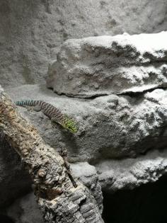 Biete 3 Phelsuma standingi Nachzuchten